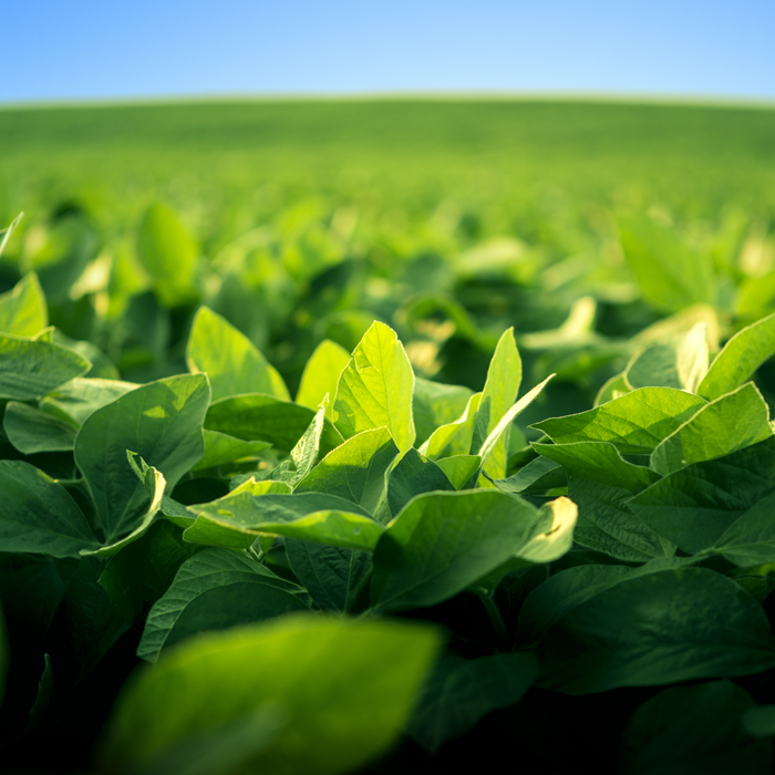 Agricultura en Paraguay: crecimiento económico