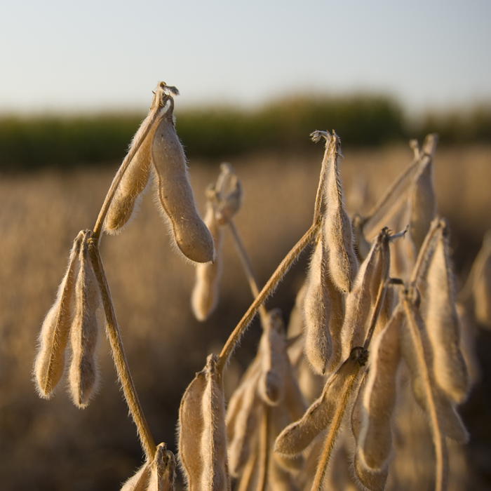 Paraguay entre los 5 mayores productores de soja del mundo