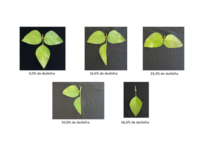Pérdida de área foliar y la productividad en Soja